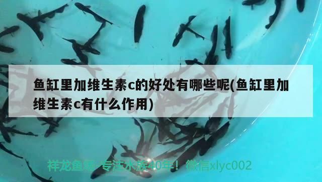 龍魚(yú)放維生素c注意事項(xiàng)vs祥龍魚(yú)場(chǎng)：祥龍魚(yú)場(chǎng)提醒我們?cè)诮o龍魚(yú)補(bǔ)充維生素c時(shí)需要謹(jǐn)慎操作