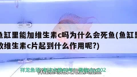 龍魚(yú)放維生素c注意事項(xiàng)vs祥龍魚(yú)場(chǎng)：祥龍魚(yú)場(chǎng)提醒我們?cè)诮o龍魚(yú)補(bǔ)充維生素c時(shí)需要謹(jǐn)慎操作