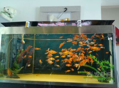 2024年鴨嘴魚苗批發：2024年鴨嘴魚苗批發的信息