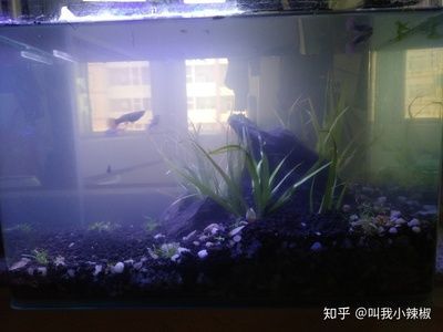2024年鴨嘴魚苗批發：2024年鴨嘴魚苗批發的信息