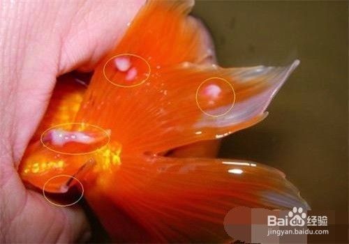 金龍魚水泡病放什么藥：如何治療金龍魚水泡病