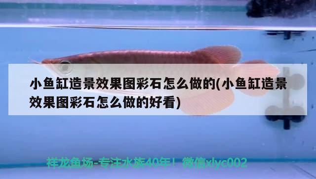 小魚缸造景效果圖彩石怎么做的(小魚缸造景效果圖彩石怎么做的好看)