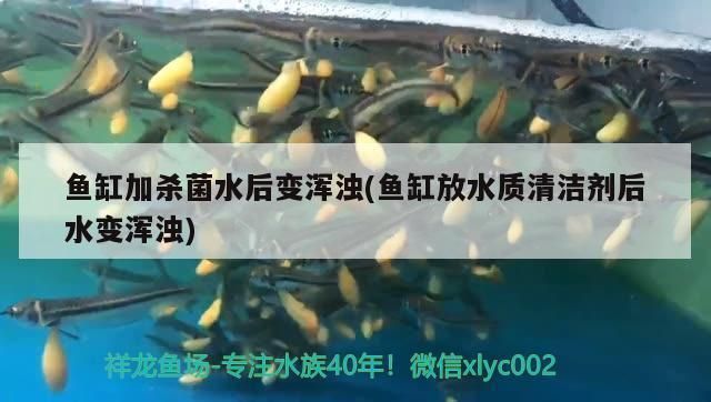 龍魚鱗片有紅點是怎么回事vs祥龍魚場：龍魚鱗片有紅點是怎么回事