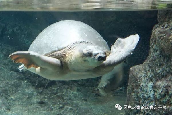 豬鼻龜互動性怎么樣：為什么養豬鼻龜