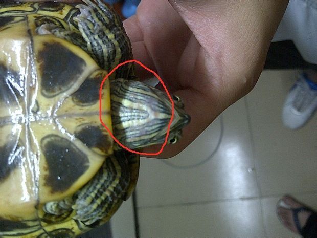 魟魚土霉素的用法用量：魟魚土霉素用法用量