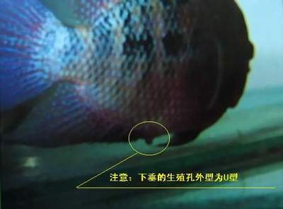 坐北朝南水龍頭不能亂坐，風水禁忌與家居布局的深層解析，坐北朝南水龍頭的風水禁忌與家居布局解析
