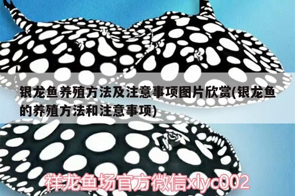 銀龍魚養殖方法及注意事項圖片欣賞(銀龍魚的養殖方法和注意事項)
