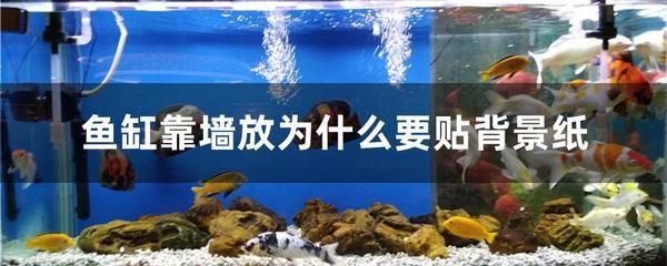 龍魚怕紅色嗎為什么：龍魚對(duì)紅色有什么反應(yīng)？