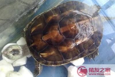 豬鼻龜產卵視頻教程完整版：豬鼻龜怎么繁殖