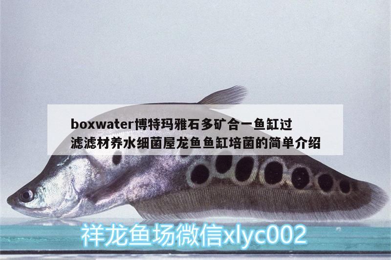 boxwater博特瑪雅石多礦合一魚缸過濾濾材養水細菌屋龍魚魚缸培菌的簡單介紹