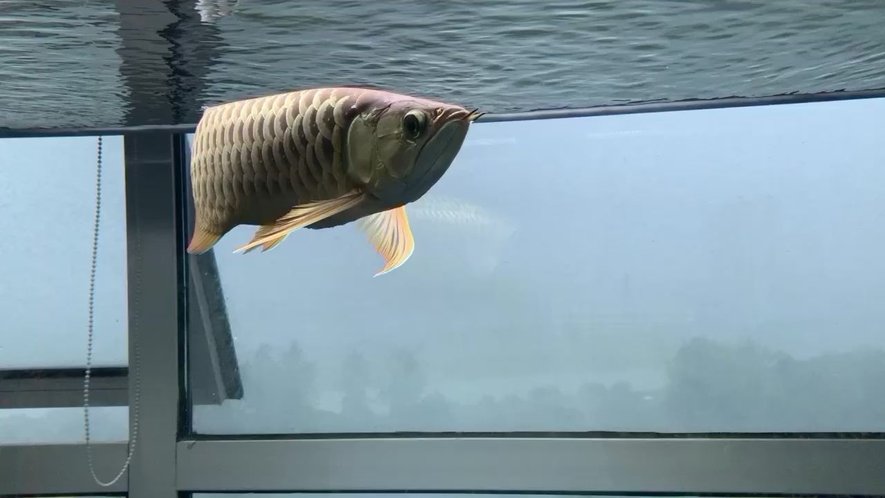 三明觀賞魚市場(chǎng)還差半個(gè)月滿一年的李亞四古典 三明觀賞魚市場(chǎng)還差半個(gè)月滿一年的李亞四古典 李亞四龍魚
