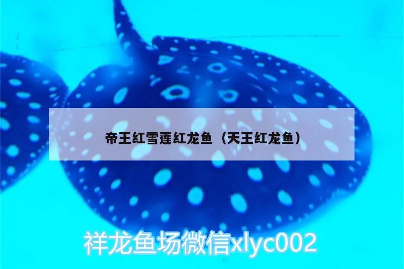 帝王紅雪蓮紅龍魚（天王紅龍魚）