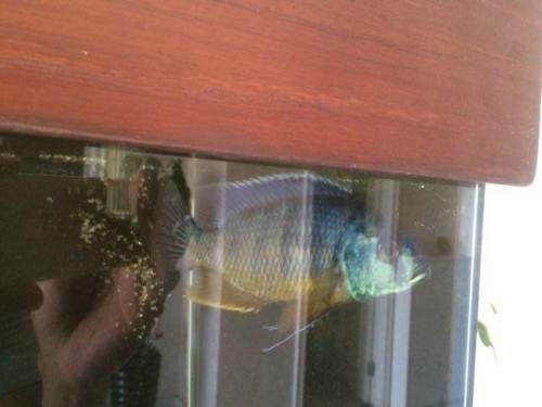 比較便宜的觀賞魚（便宜又好養的觀賞魚有哪些？） 比較便宜的觀賞魚（便宜又好養的觀賞魚有哪些？） 速倍妥 第1張