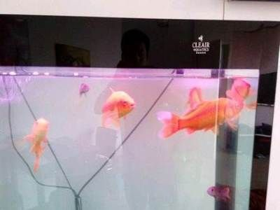 比較便宜的觀賞魚（便宜又好養的觀賞魚有哪些？） 比較便宜的觀賞魚（便宜又好養的觀賞魚有哪些？） 速倍妥 第4張