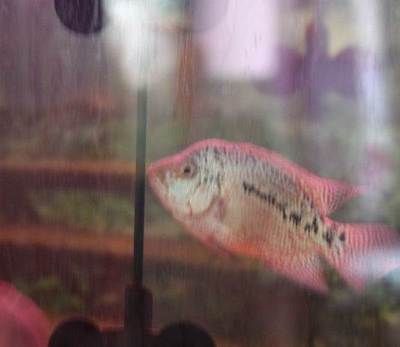比較便宜的觀賞魚（便宜又好養的觀賞魚有哪些？） 比較便宜的觀賞魚（便宜又好養的觀賞魚有哪些？） 速倍妥 第3張