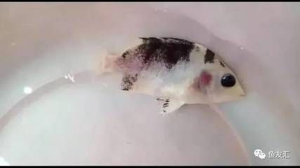 虎魚身上有黑紗怎么辦：虎魚身上出現(xiàn)黑紗可能由多種原因引起，虎魚身上有黑紗怎么辦 虎魚身上有黑紗怎么辦：虎魚身上出現(xiàn)黑紗可能由多種原因引起，虎魚身上有黑紗怎么辦 虎魚百科 第3張
