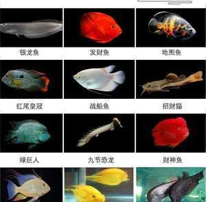 地圖魚吃不吃工具魚（地圖魚的飲食習慣探究地圖魚的飲食習慣探究地圖魚的飲食習慣） 地圖魚吃不吃工具魚（地圖魚的飲食習慣探究地圖魚的飲食習慣探究地圖魚的飲食習慣） 立達金龍魚 第1張