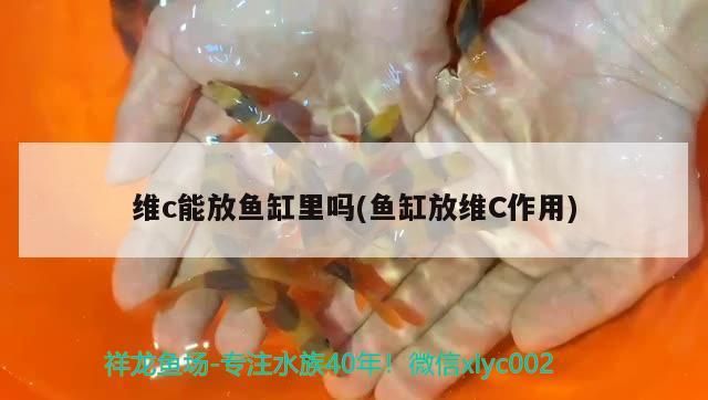 如何辨別金龍魚的真偽，如何判斷金龍魚是否為正品，金龍魚真假鑒別視頻教程