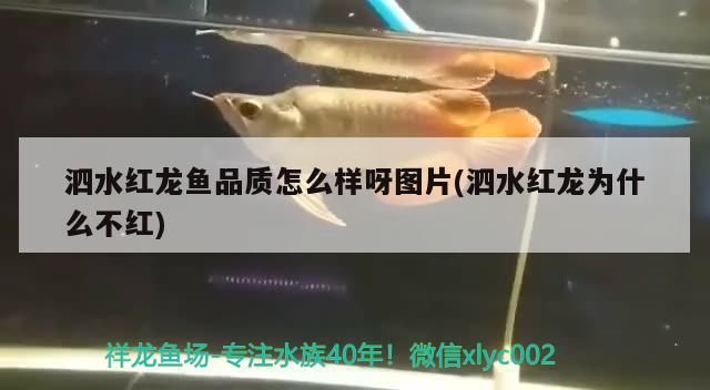 泗水紅龍魚品質(zhì)怎么樣呀圖片(泗水紅龍為什么不紅)