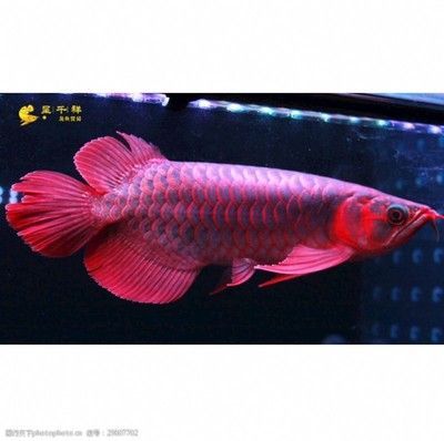 孟吉爾特里斯：孟吉爾特里斯紅外線紅龍魚