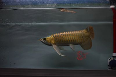 孟吉爾特里斯：孟吉爾特里斯紅外線紅龍魚