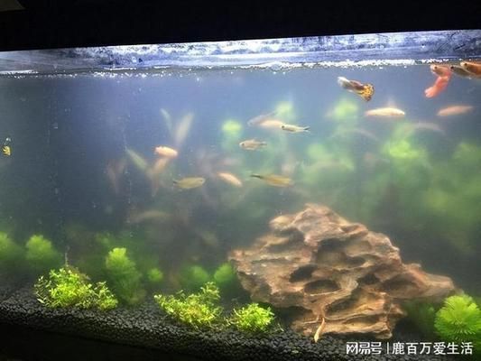 沒(méi)有過(guò)濾器的魚(yú)缸怎么讓水變清，如何自制簡(jiǎn)易魚(yú)缸過(guò)濾器魚(yú)缸水變綠的解決辦法