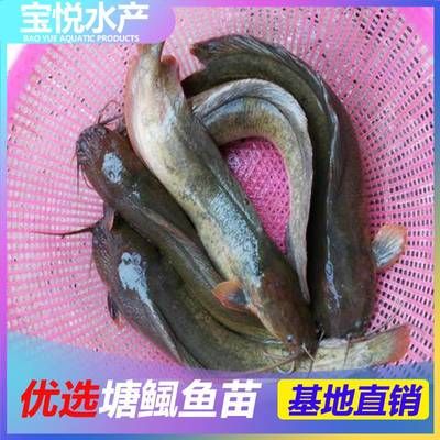 最吸引客人的魚店名，如何用創(chuàng)意名字吸引顧客，創(chuàng)意魚店命名秘籍，30個(gè)吸睛店名讓你客流翻倍！