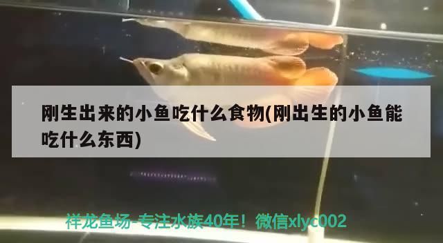 剛生出來的小魚吃什么食物(剛出生的小魚能吃什么東西)