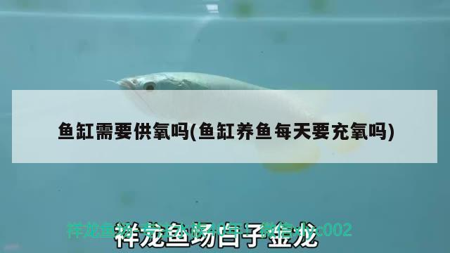 魚缸需要供氧嗎(魚缸養魚每天要充氧嗎)