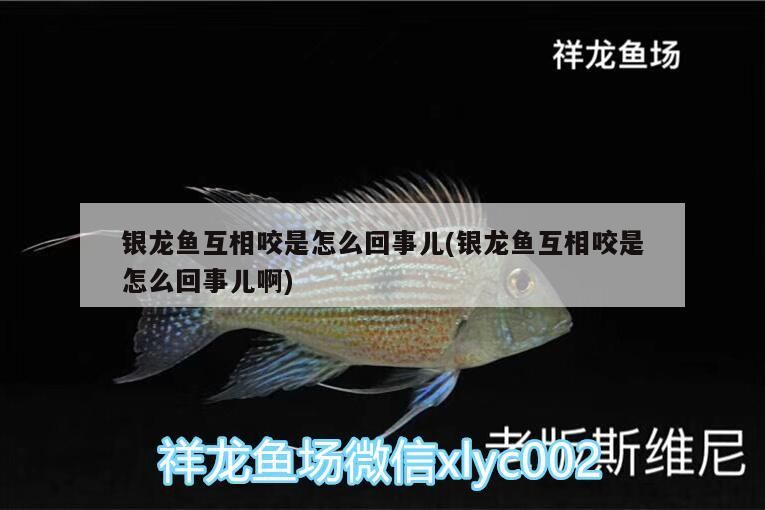 銀龍魚互相咬是怎么回事兒(銀龍魚互相咬是怎么回事兒啊)