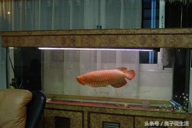 紅帝王雷龍魚環境：中加紅帝王雷龍魚水溫，養殖關鍵要素全解析