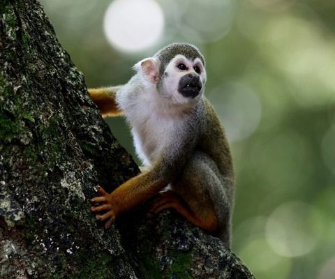 豬鼻龜保護動物：關(guān)于豬鼻龜?shù)慕榻B