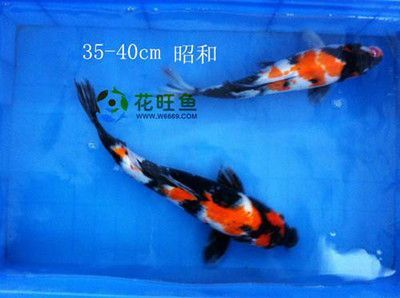 觀賞魚可以混合養嗎（觀賞魚可以混養嗎？）