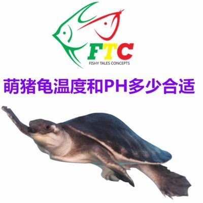 豬鼻龜對水質的要求高嗎：豬鼻龜對水質的要求