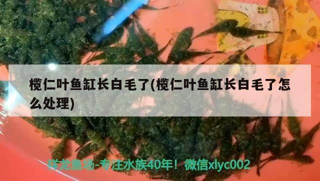 欖仁葉魚(yú)缸長(zhǎng)白毛了(欖仁葉魚(yú)缸長(zhǎng)白毛了怎么處理)