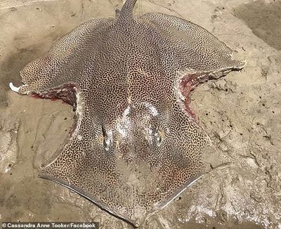 魟魚爛邊：如何預防魟魚爛邊