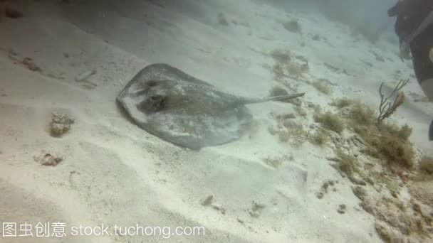 魟魚爛邊：如何預防魟魚爛邊