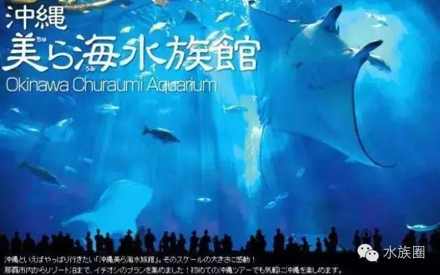 爆款水族館（上海海底世界珍稀魚種介紹,加茂水族館特色美食推薦）