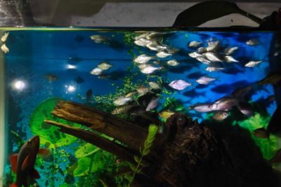 水族館 加盟（水族館加盟成功案例分享）