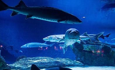 水族館 加盟（水族館加盟成功案例分享）