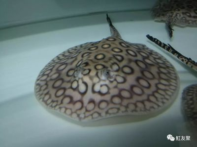 新入缸魟魚翹嘴：新入缸的魟魚翹嘴怎么辦