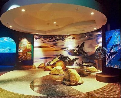 水族館好玩嗎：上海海洋水族館親子活動體驗項目介紹亞特蘭蒂斯水族館