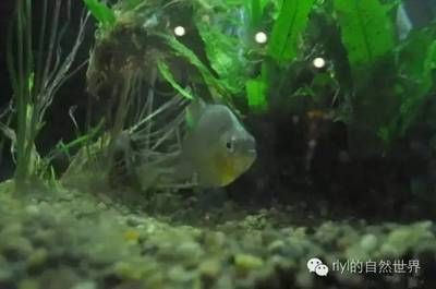 虎魚身上突然黑斑了怎么辦：虎魚身上出現(xiàn)黑斑了怎么辦
