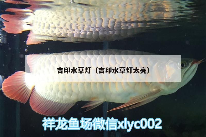 吉印水草燈（吉印水草燈太亮）