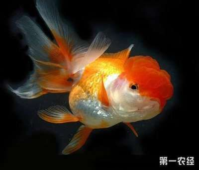 觀賞魚水溫多少度（觀賞魚的水溫范圍因種類和季節不同而有所差異）