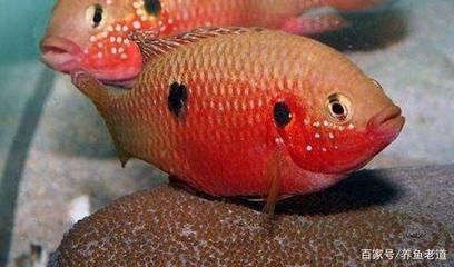 觀賞魚水溫多少度(觀賞魚的水溫范圍因種類和季節不同而有所差異)