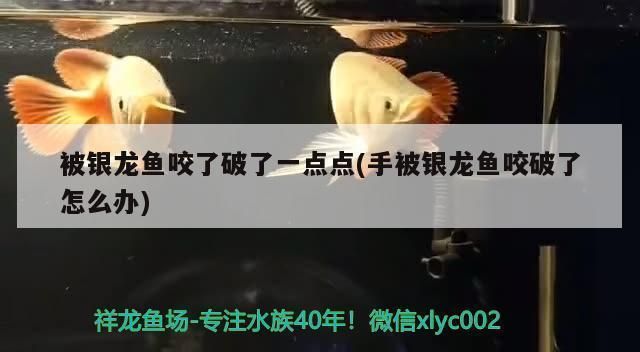 龍魚咬了有毒嗎會死嗎vs祥龍魚場：龍魚咬人后的處理方法祥龍魚場的評價如何龍魚咬人的常見原因