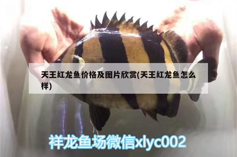 天王紅龍魚價(jià)格及圖片欣賞(天王紅龍魚怎么樣)