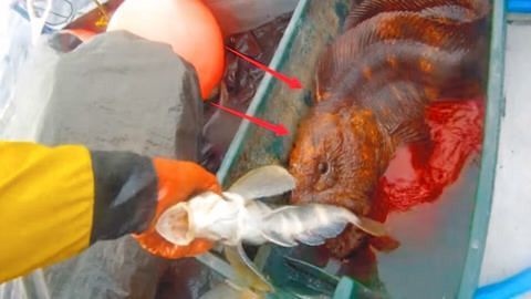 龍魚吃水果嗎會死嗎