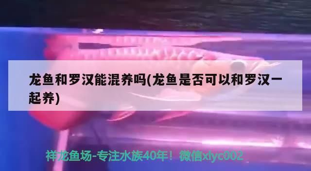 羅漢魚能和紅龍魚混養嗎？